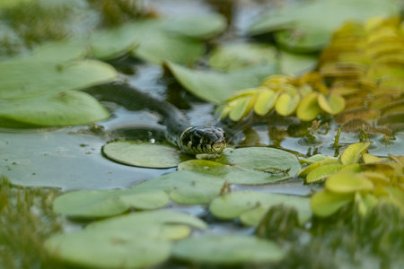Grass snake on the leaves of water lily in the pondの写真素材