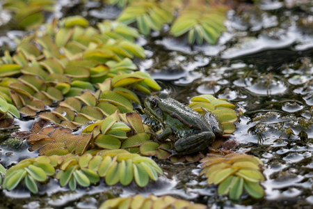 Frog in the water with green leaves in the background, South Australiaの写真素材