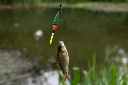 Caught freshwater fish on a hook with a fishing rod in the background