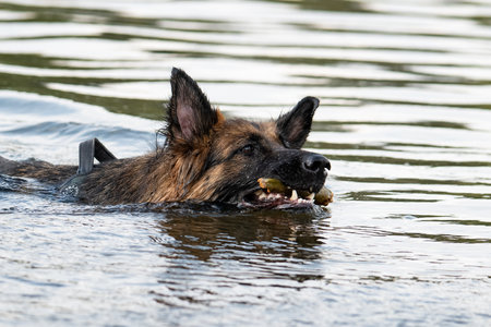 German shepherd is swimming in the lake and eating a piece of meatの写真素材