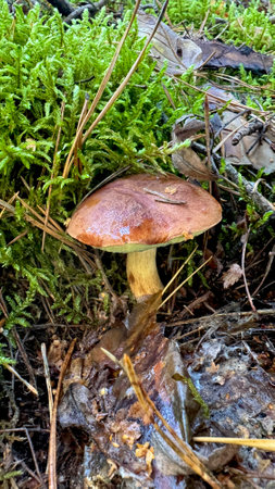 Boletus edulis, known as the penny bun or king bolete