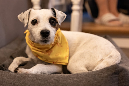Jack russell terrier with yellow bandana on his neckの写真素材