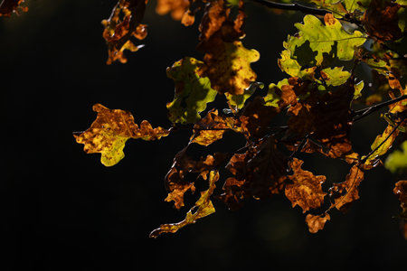 Autumnal oak leaves on a dark background, close-up