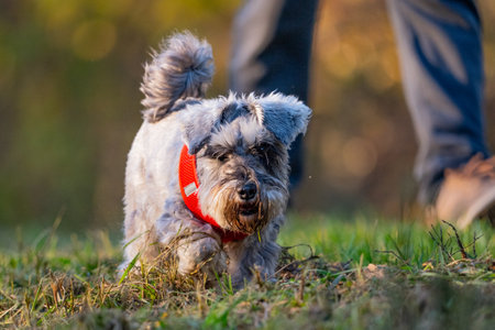 miniature schnauzer dog running in the park with owner