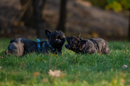 French bulldog puppies playing in the park. Selective focus.