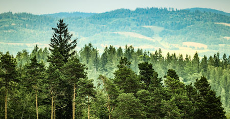 Beautiful summer landscape with coniferous forest in the mountains.Poland
