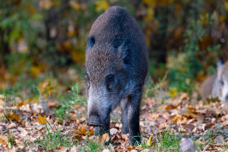Wild boar (Sus scrofa) in the autumn forestの写真素材