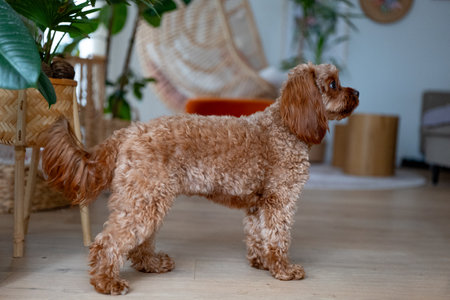 Cavapoo standing on the floor in the living room.の写真素材