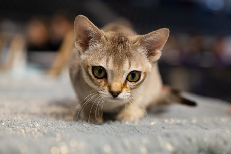 Close up of a cat lying on the carpet.の写真素材