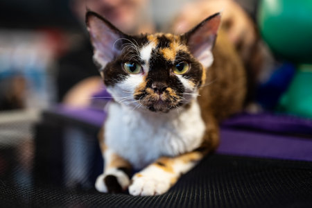 Tricolor cat with green eyes lying on a massage table.