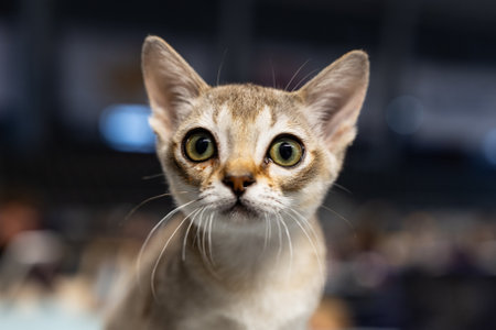 Close up portrait of a cute cat. Shallow depth of field.の写真素材