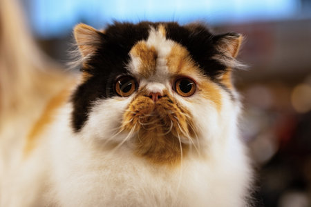 Close-up portrait of a Persian cat with big eyes.の写真素材