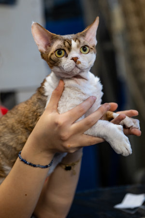 Cute cat in the hands of a woman. Selective focus.の写真素材