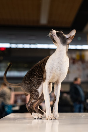 Sphynx cat standing on the table in the exhibition hallの写真素材