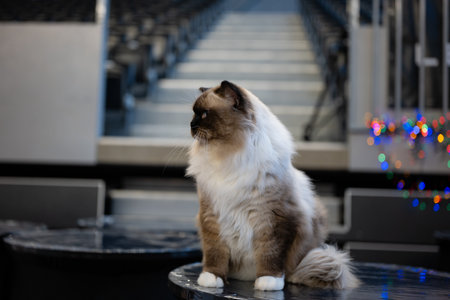Persian cat sitting on a chair in front of the stadium.の写真素材