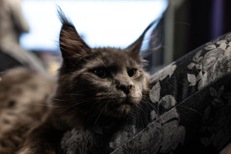 Close up of a cat lying on a sofa at home. Selective focus.