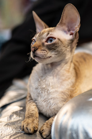 Portrait of a purebred Burmese cat with blue eyesの写真素材