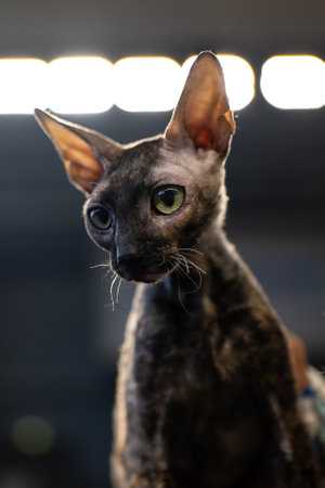 Portrait of a Sphynx cat in a veterinary clinic.の写真素材