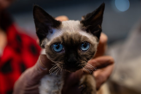 Siamese cat with blue eyes in the hands of a veterinarianの写真素材