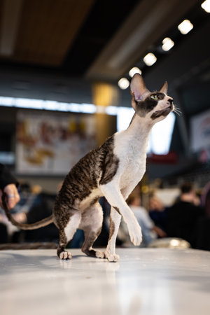 Portrait of a purebred oriental sphynx cat
