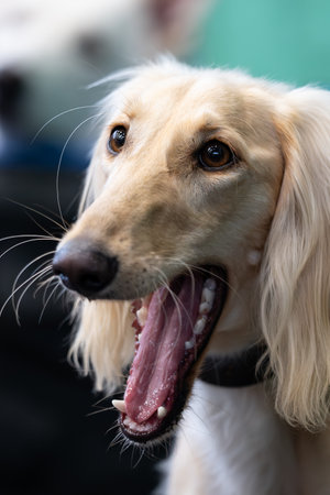 Portrait of a dog of breed Persian Greyhound close-upの写真素材