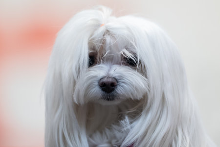 Close up of a Maltese dog looking at the camera with a blurred backgroundの写真素材