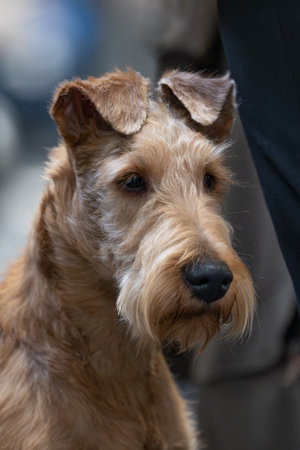 Irish Terrier dog portrait, shallow depth of field, selective focusの写真素材