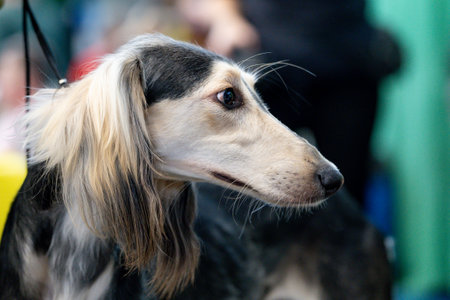 Portrait of a dog breed Afghan hound close-up.の写真素材