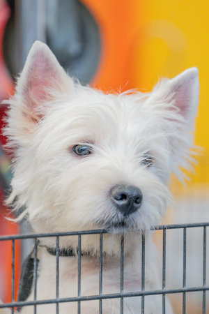 West highland white terrier in a cage at a dog showの写真素材