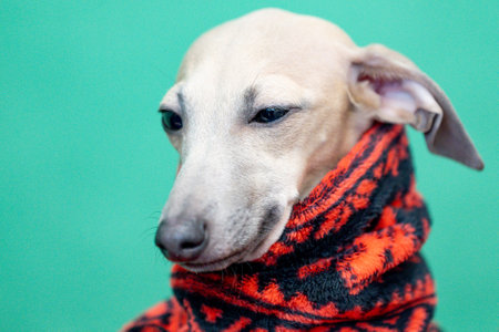 Portrait of a whippet dog wearing a scarf on a green backgroundの写真素材