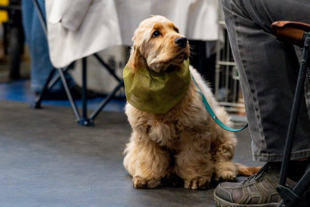 Cocker Spaniel in a green collar on a flea marketの写真素材