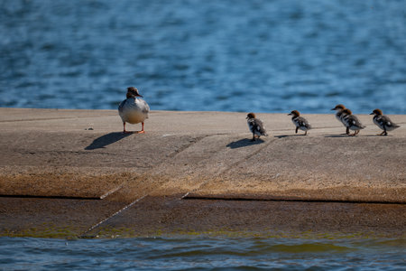 Mallard and ducklings on a breakwater in the springの写真素材
