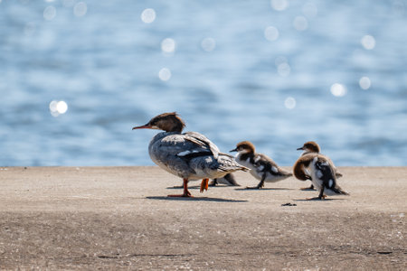 Common Merganser (Mergus merganser) and ducklingsの写真素材