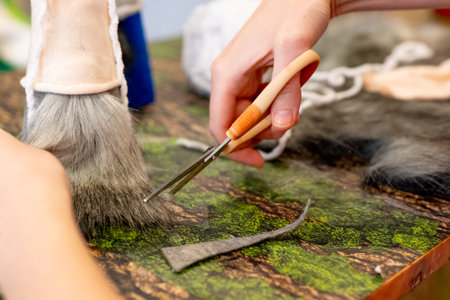 Close-up of a woman cutting fur with scissorsの写真素材