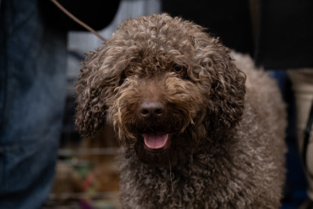 Portrait of a brown poodle dog at the animal shelter.の写真素材