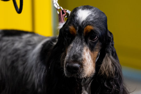 Portrait of a Cocker Spaniel on a yellow background.
