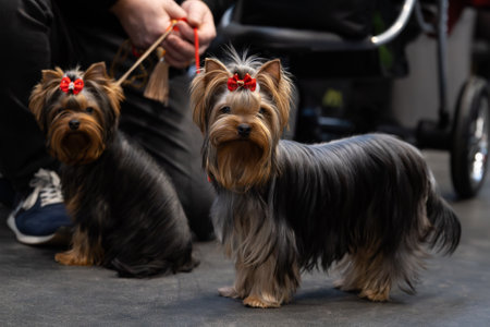 Yorkshire Terrier dog with a red bow on its head.の写真素材