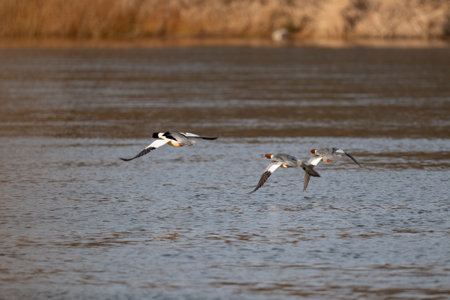 Merganser in flightの写真素材