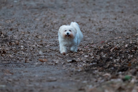 Cute puppy walking in the park. Selective focus.