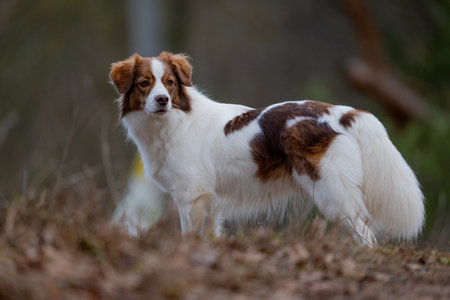 Beautiful collie dog standing on the ground in the forest