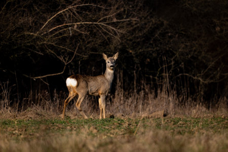 Young roe deer (Capreolus capreolus)の写真素材