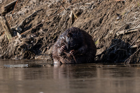Beaver sitting on the river bank, nature seriesの写真素材