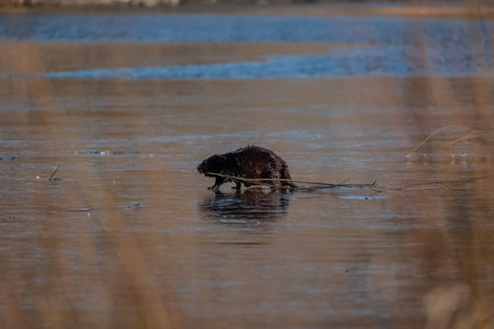 European beaver in the river on the iceの写真素材