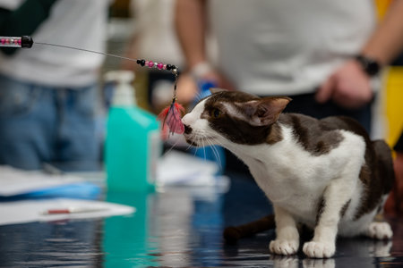 Cat with a toy in its mouth at the exhibition of pets.の写真素材