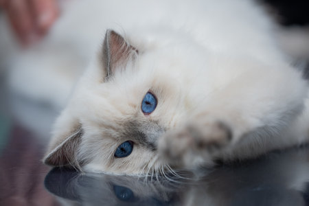 Siberian cat with blue eyes lying on the windowsill.の写真素材