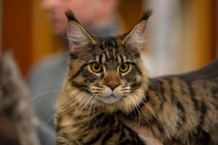 beautiful brown tabby maine coon cat with yellow eyesの写真素材