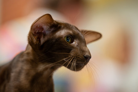 Portrait of a cat on a blurred background.の写真素材