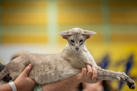 Cute siamese cat in the hands of the owner.の写真素材