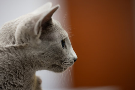 Portrait of a beautiful gray cat. Shallow depth of field.