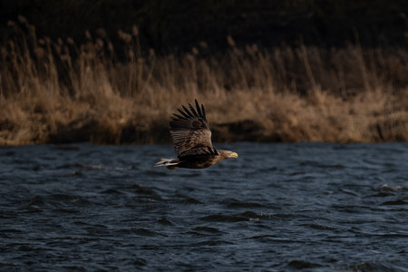 White-tailed eagle in flight. Hokkaido, Japan.